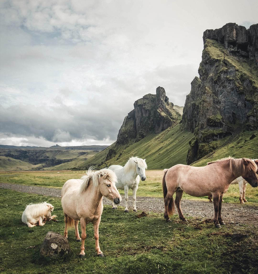 Its Impossible Not To Fall In Love With The Horses Of Iceland